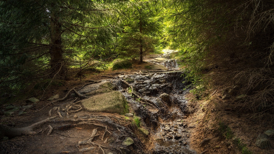 forest-2776178_1920.jpg